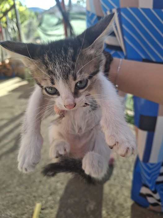 5 сладки котенца търсят нов любящ дом