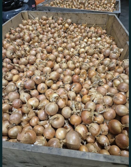 Vand ceapa galbena productie proprie 2025 cantitati mari