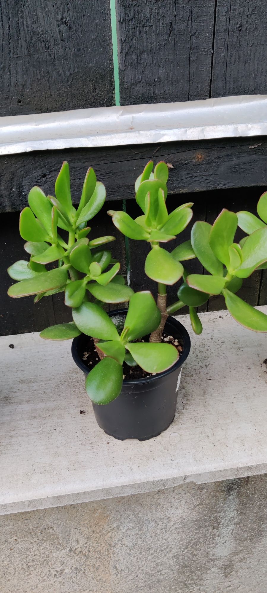 Crassula ovata pomul cu bani