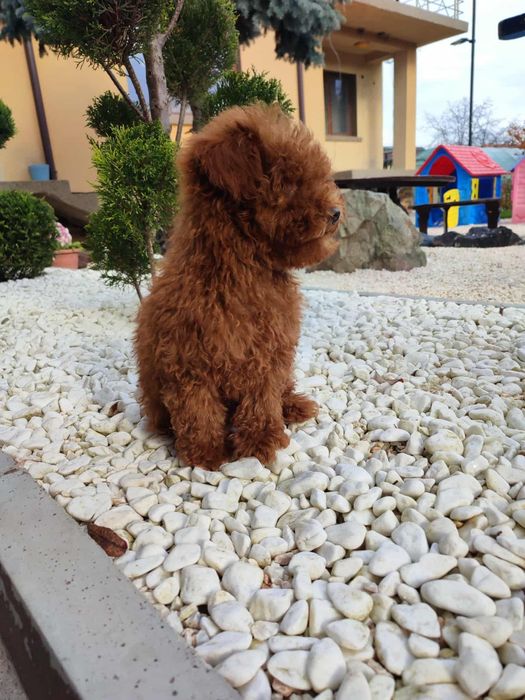 Пудел Той/Poodle Toy