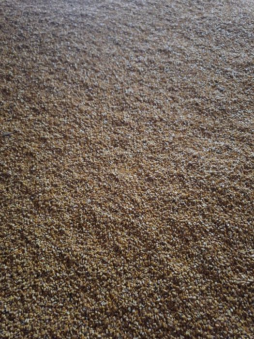 Vand porumb 2025 - 250 tone stoc