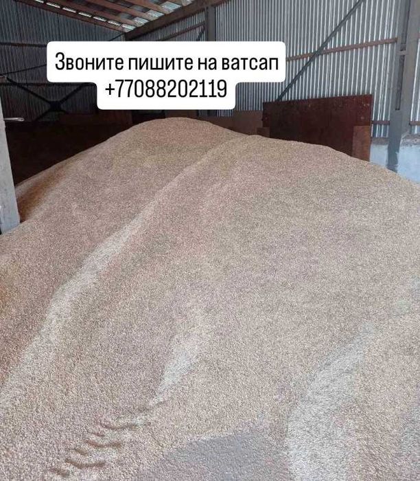 Зерно пшеницы, Ячмень