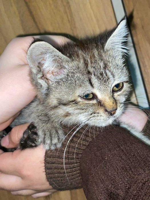 Даром отдам/текинга беривораман бесплатно