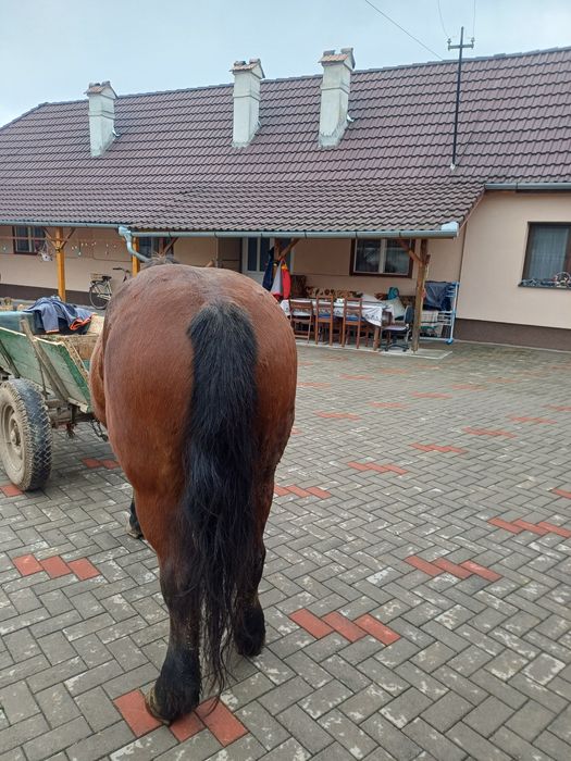 Iapa de vanzate , vârsta de 11 ani  !