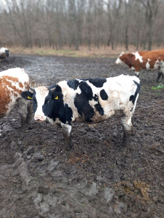 Vand junica holstain