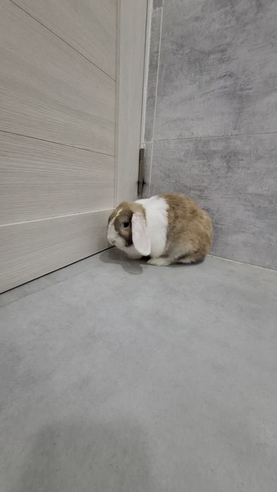Карликовый кролик