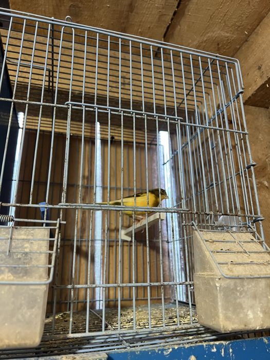 Vând canari, femele şi masculi tineri