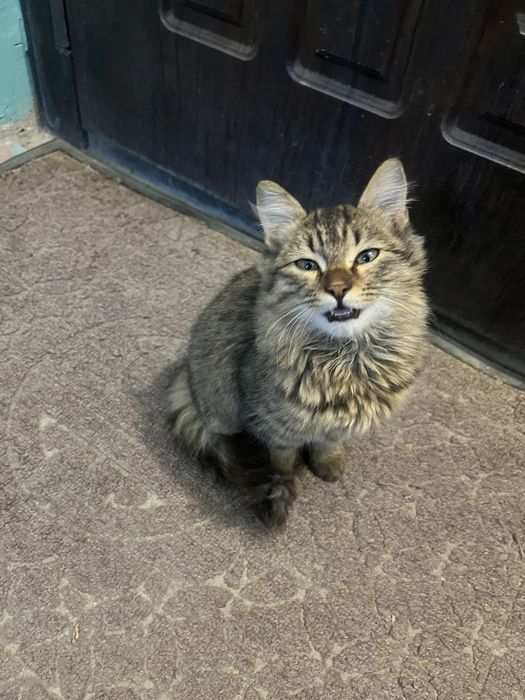 Ласковая кошечка ищет дом