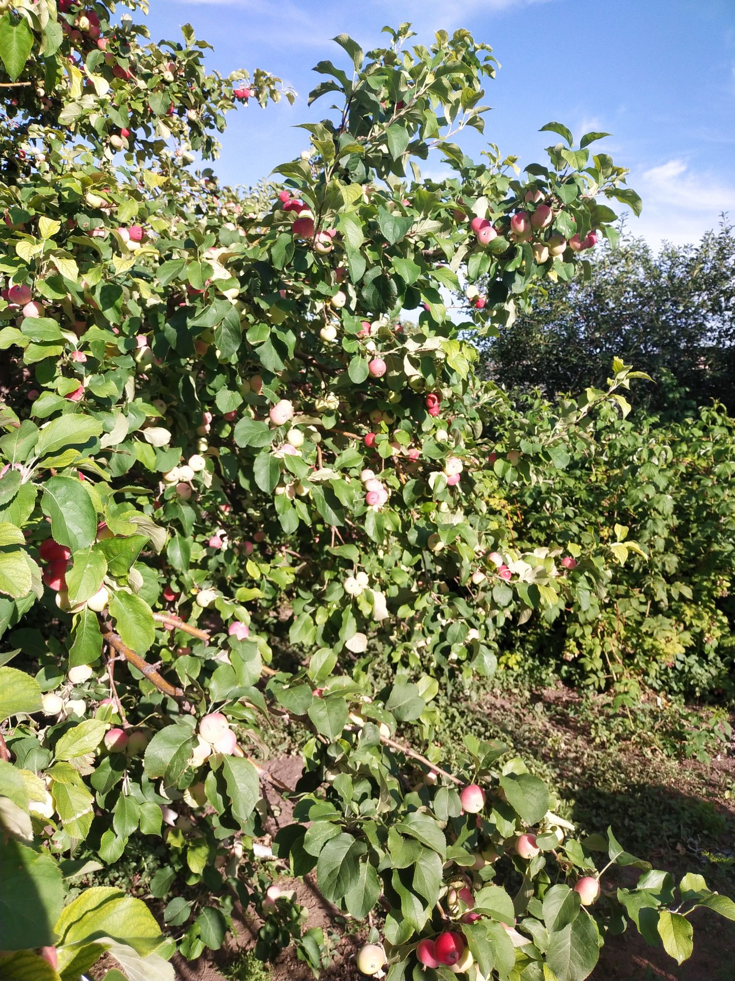 Продам дачу район пригородный