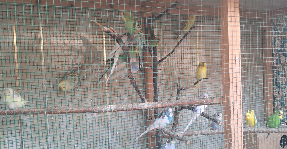 Papugay valnistiy 12ta vzarosli va maladoyla soglom 55.000 dan kami bo