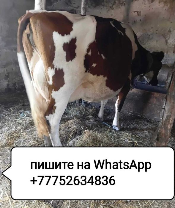 Продам молочную корову