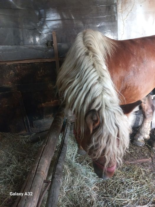 Vand sau schimb cu auto sau vitei armasar de 3 ani ,cai si iepe