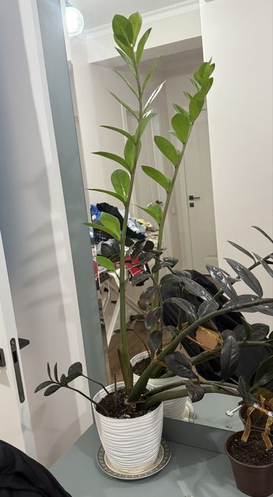 Продам долларовое дерево