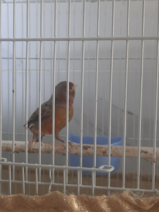 Канарейка  самец