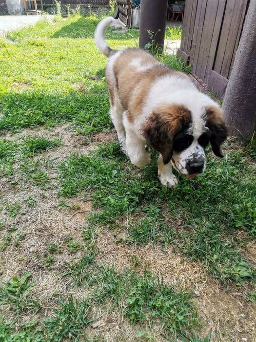 Cățel Saint bernard