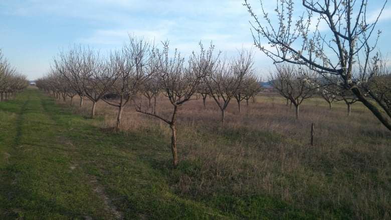 Продава се Земеделски имот в с. Овощник, Област Стара Загора -  кв.м за 3425 €/дка - Снимка #2