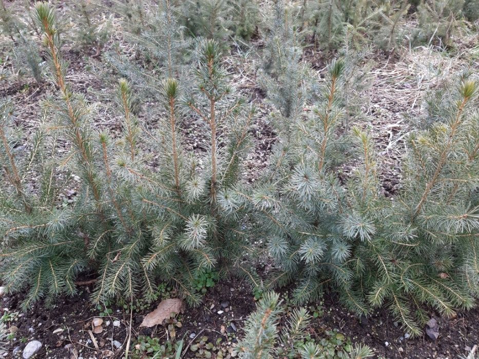 Pachet 50 buc. puieti molid argintiu sarbesc- Picea omorika 4 ani