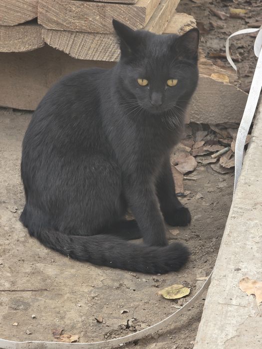 Мушук зато бошка