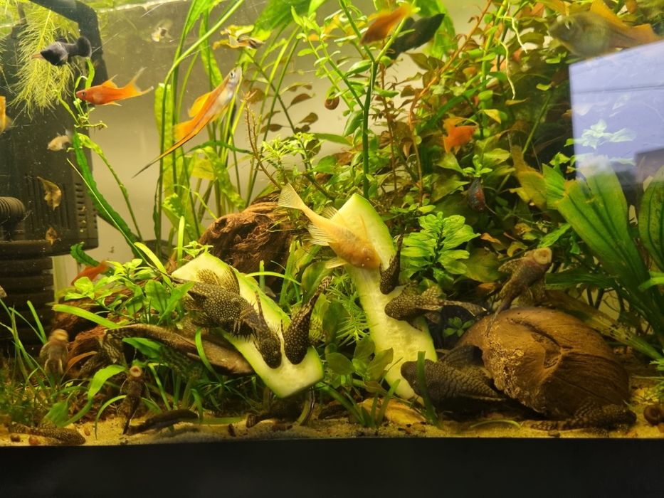 Ancistrusi  guppy sanitari acvariu