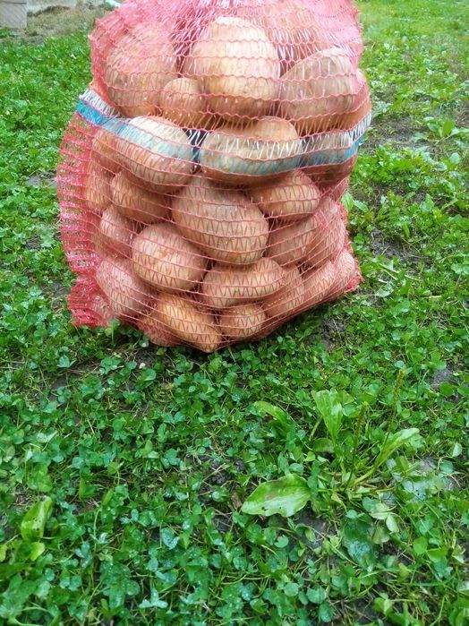 Vand cartofi de consum.