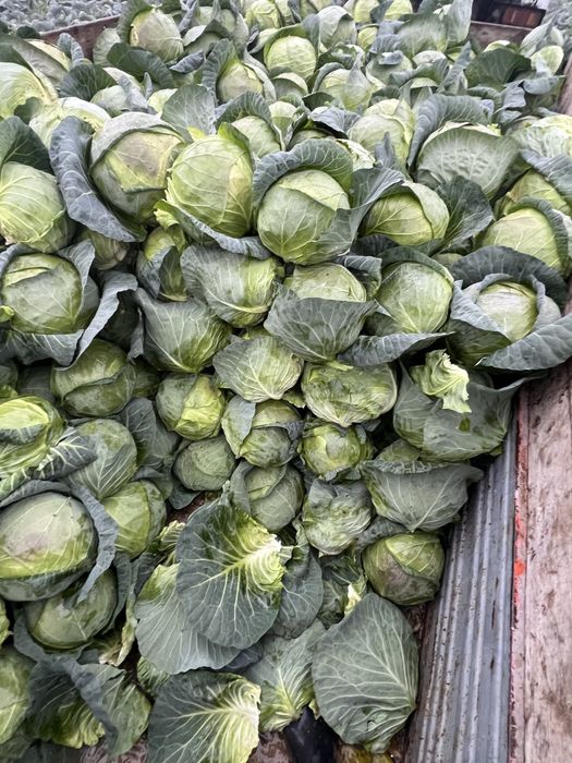 Vand Varza Bucharest