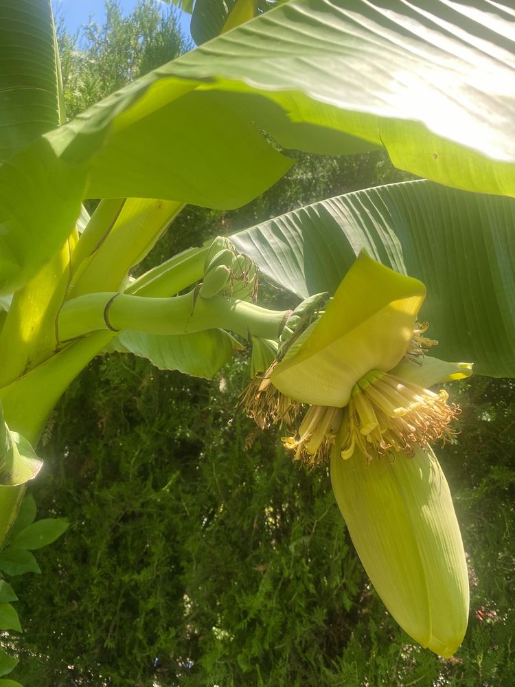 Бананова палма