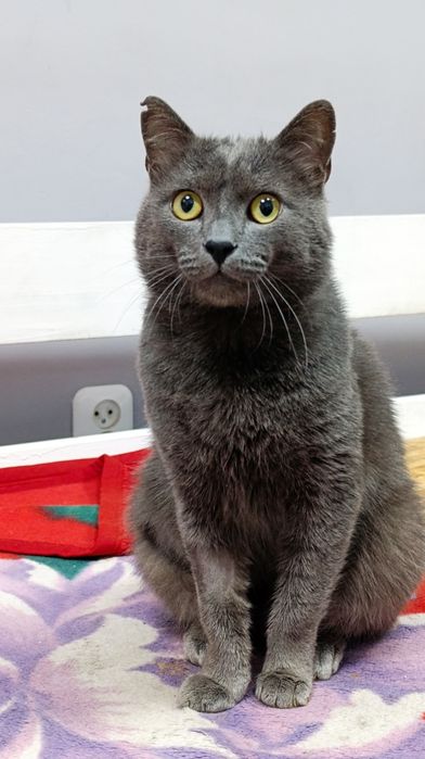 Кот в хорошие руки