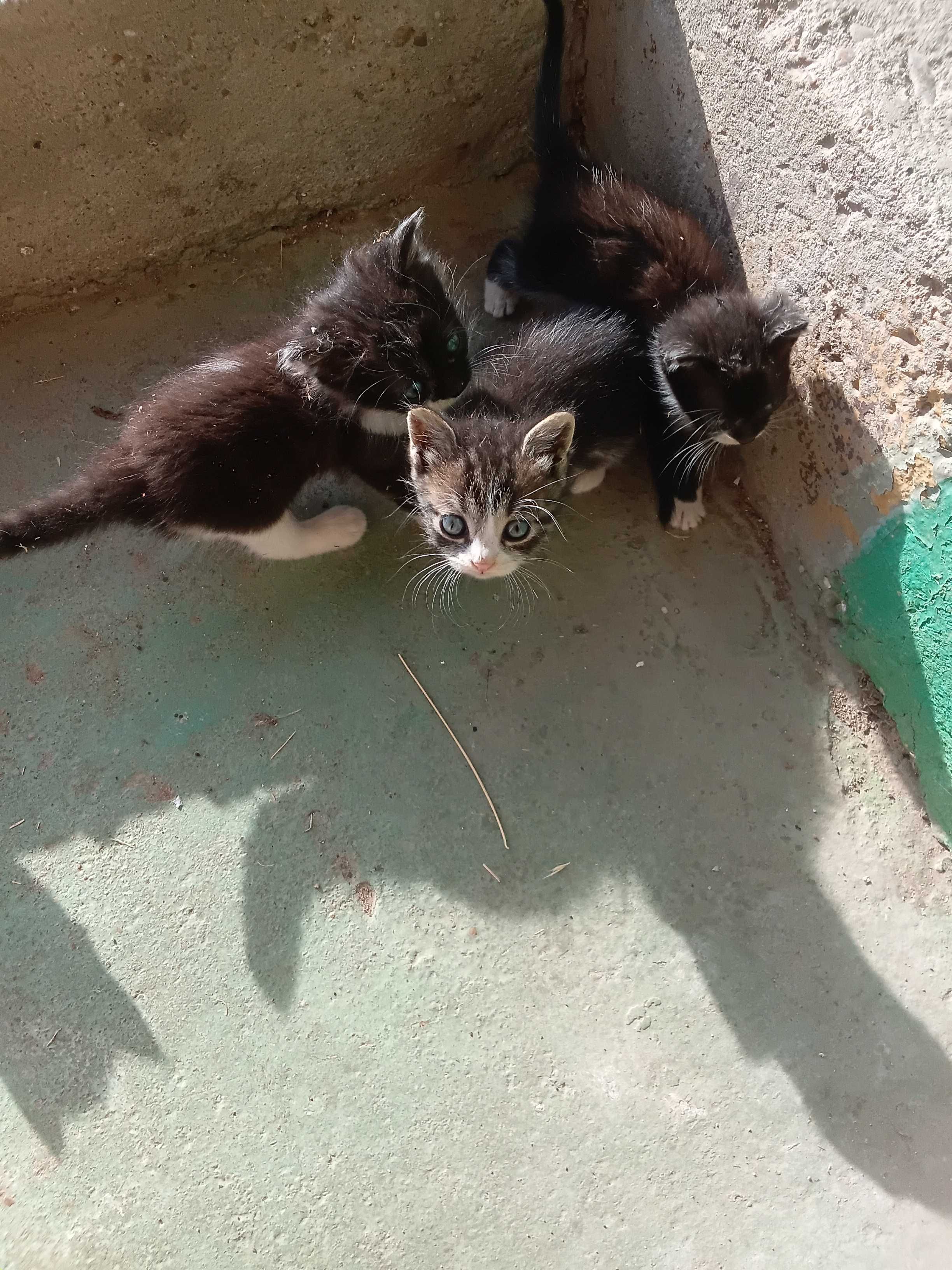 Подарявам котета на около 1 месец