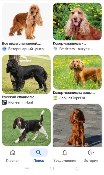 Осындай итер асырап алам керек емес болса