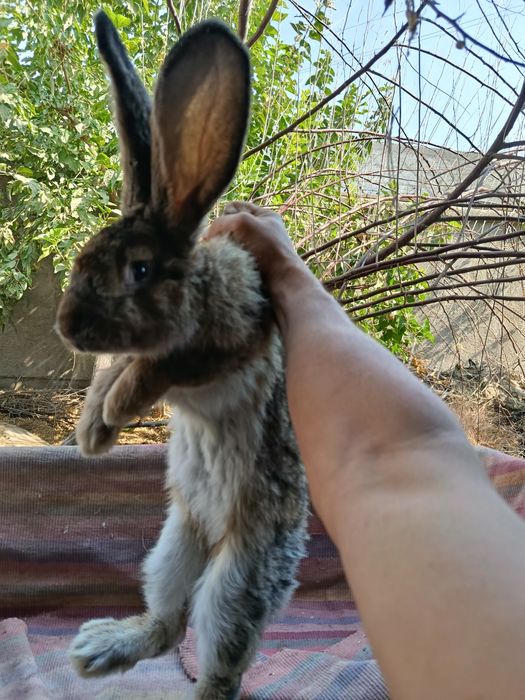 К, уйончалар сотилади 5 ойлик самест