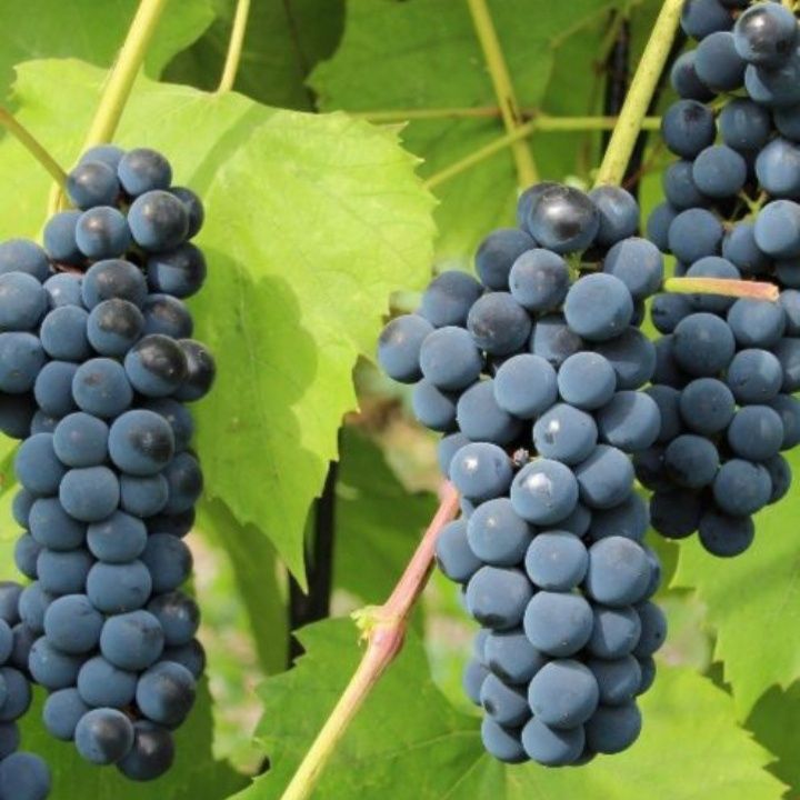 Продам виноград сорт "Изабелла"