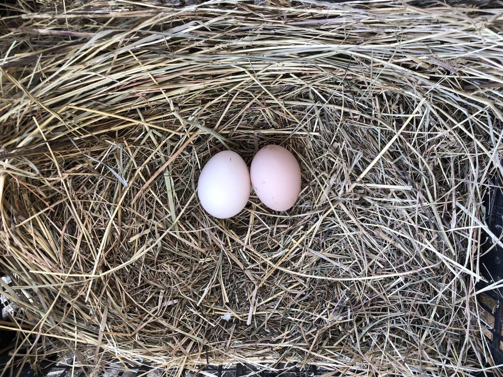 Oua Australorp / Italian Potârnichiu