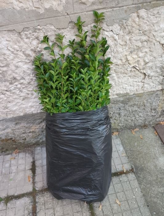 Лигуструм, зелен