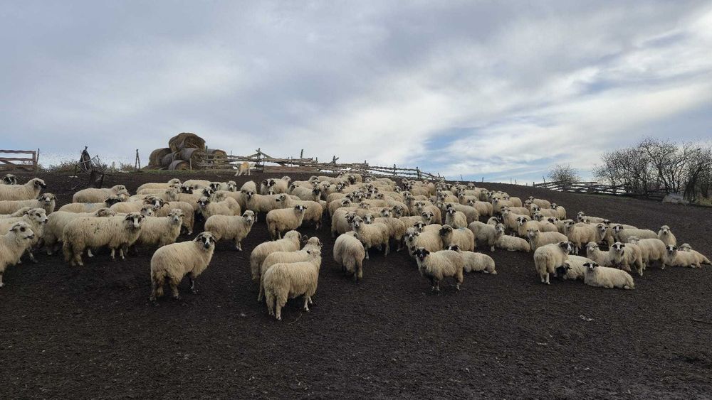 Oi turcane de vanzare