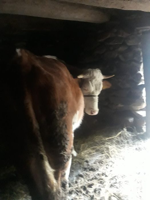 Vând junincă Bălțată Românească