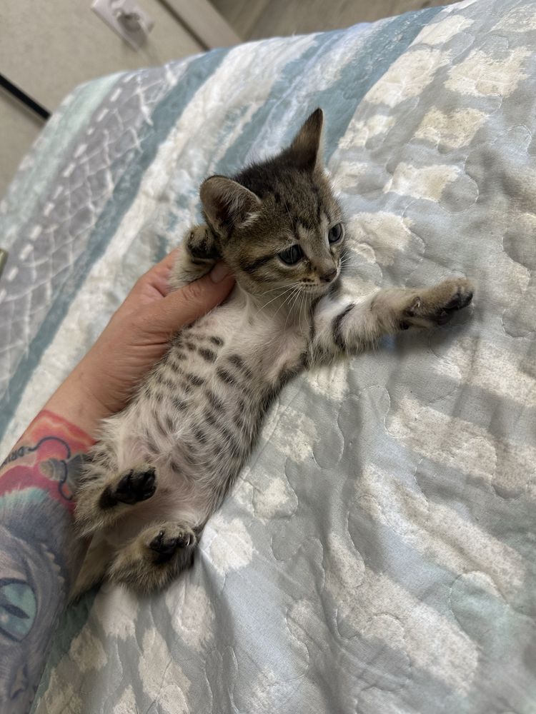 Отдам котят в любящие ответственные руки