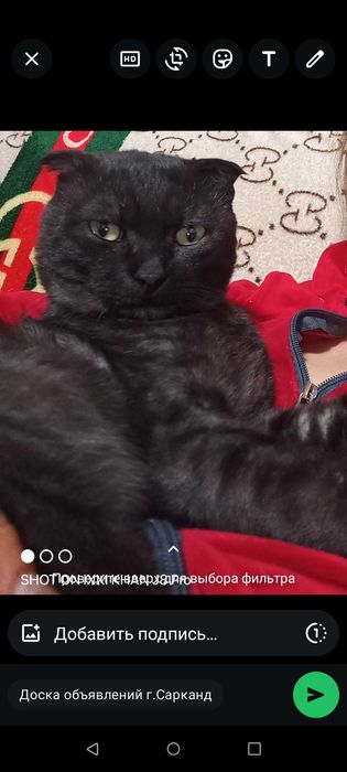Потерялся кот шотландец