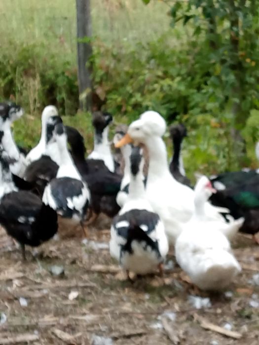 Rațe polare Rouen leșești și moțate pechin