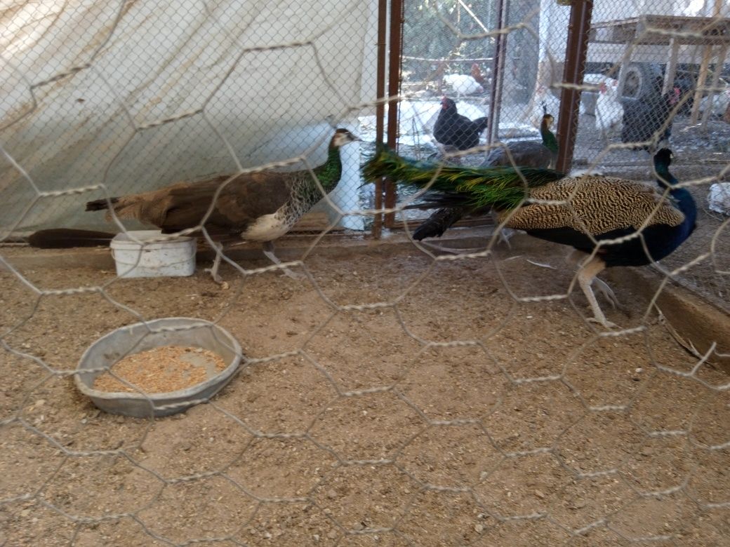 Продавам Пауни мъжки и женски