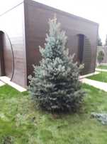 Plante ornamentale pentru gradina