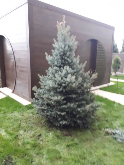 Plante ornamentale pentru gradina