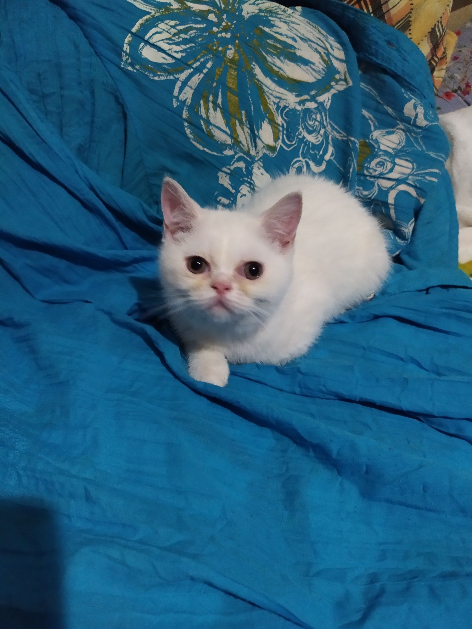 Продаются котята Экзоты и Мачкин