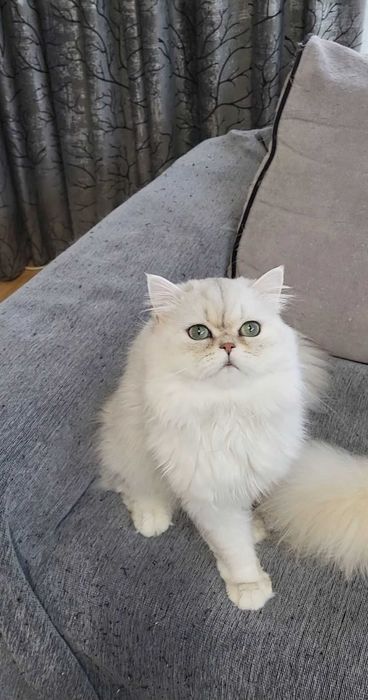 British longhair silver cu ochii verzi pedigree felisa autorizata