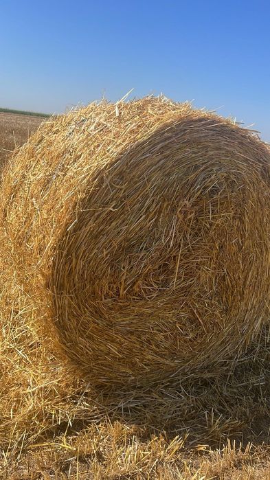 Vând baloți de paie , orz , orzoaică și grâu !