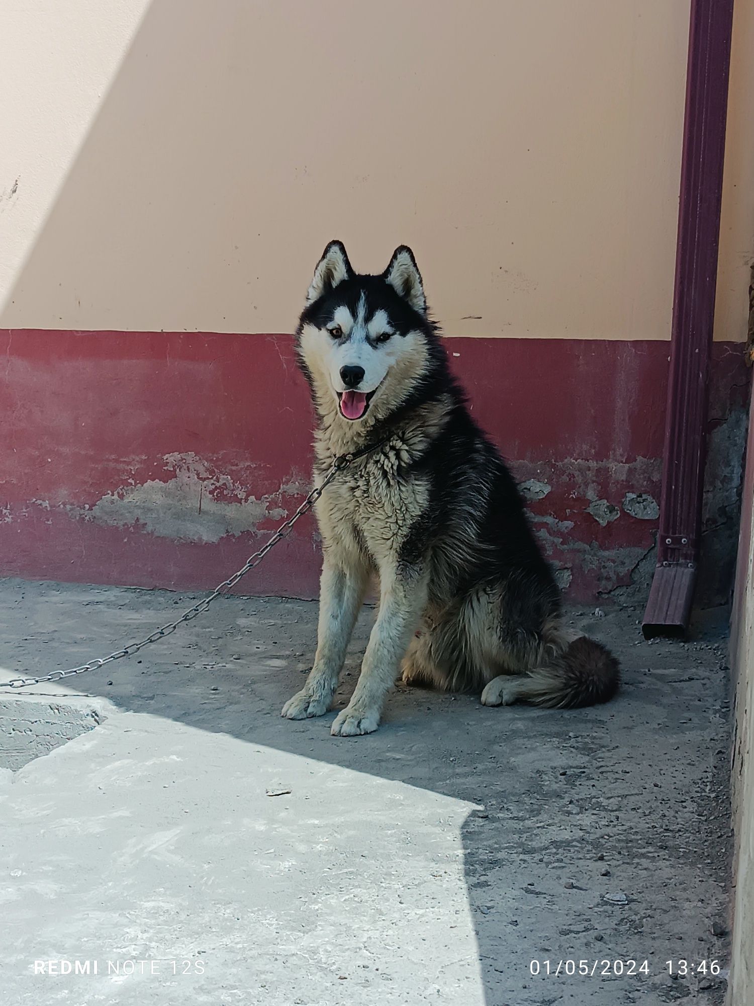 Sotiladi Haski oʻgʻil bola