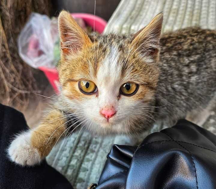 Милый котенок остался без мамы. Большая умница.