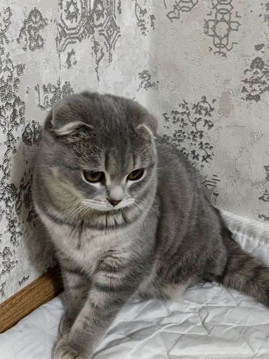 Scotish fold ugil bola