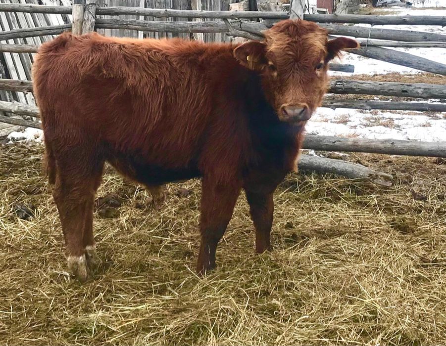 Продам бычка 6 месяцев