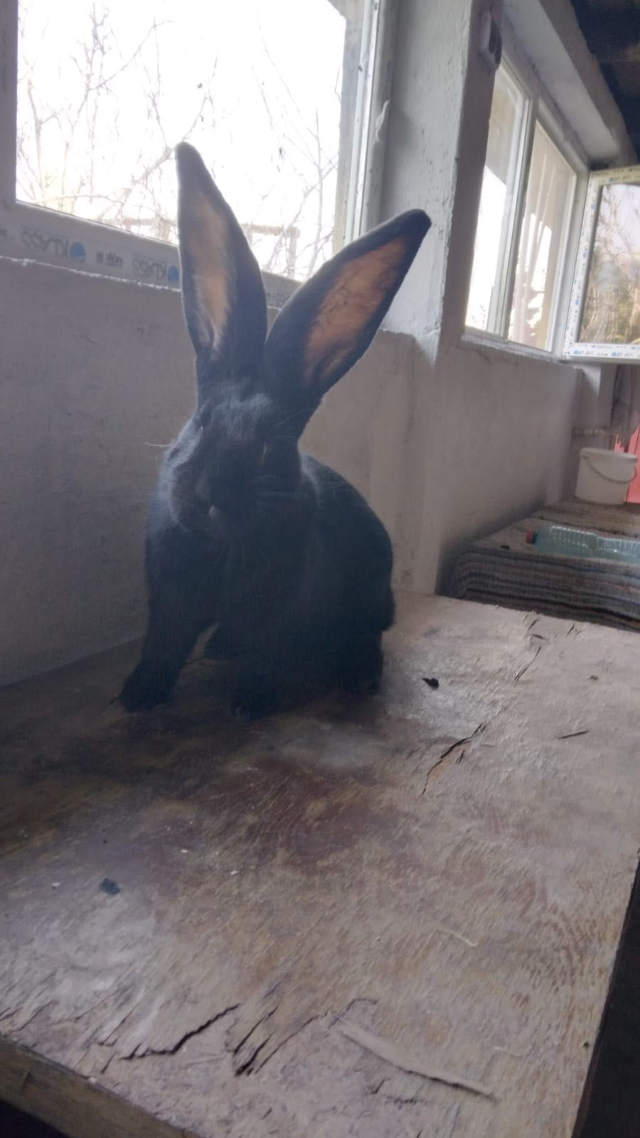Mascul UG negru de vanzare