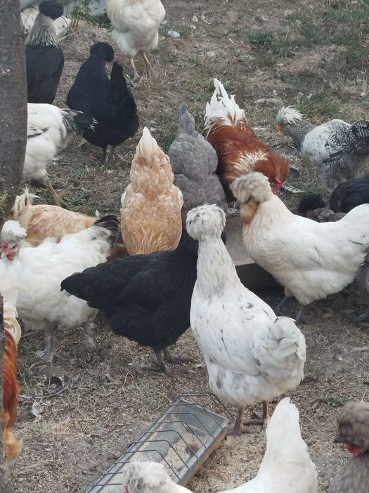 Găini și cocosi cu moț